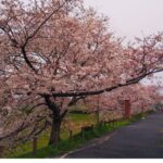 春日部の桜満開